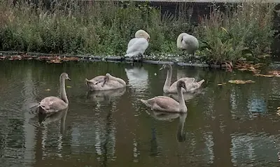 Mama-zwaan deelt kanaal met nieuwe partner: ‘Heeft niets met liefde te maken’