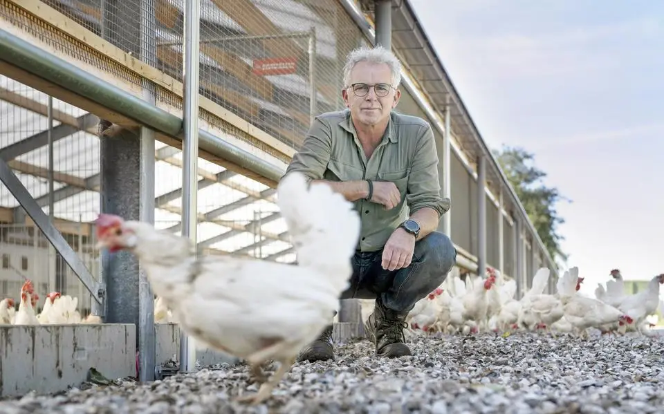 Wiersma overweegt ingrijpen tegen verspreiding salmonella bij leghennenbedrijven. Wat is er aan de hand?