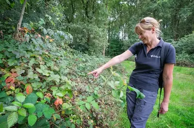 Boomkikker leeft weer op tussen Breda en Tilburg dankzij poelen, ruigtes en stekelige braamstruiken