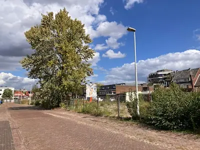 Lidl op de vingers getikt voor illegale kap van 27 bomen in Eindhoven, ook laatste grote berk gaat om