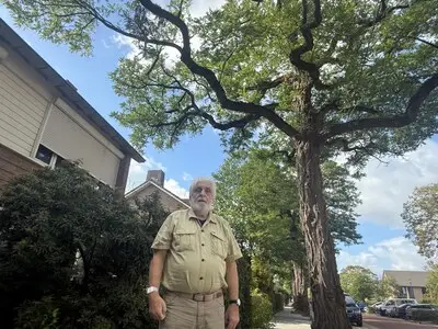 Geen kap wel snoei, gemeente pakt bomen in Pieter Zeemanstraat aan