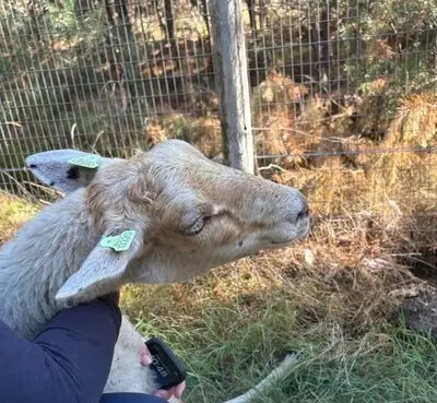 Loslopend schaap zorgt voor verkeershinder op A2 bij Eindhoven