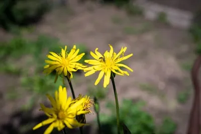 Cursus biodiversiteit start in Waalre