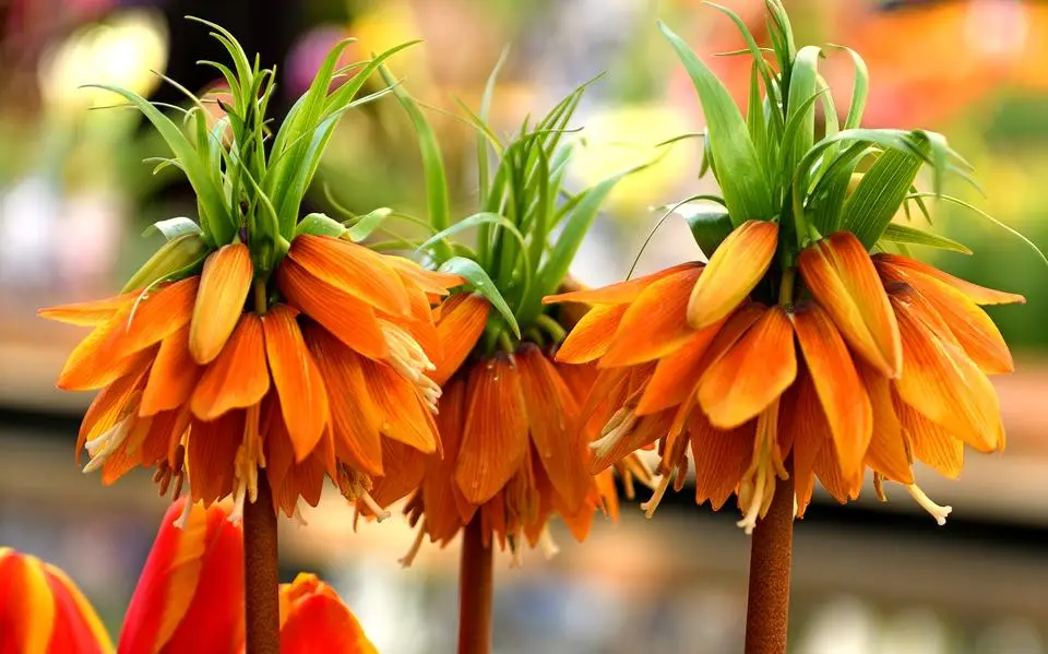 Waarom nú tuinieren je een voorsprong geeft op het voorjaar + 5 plantenlijstjes voor meer kleur en originaliteit in je tuin