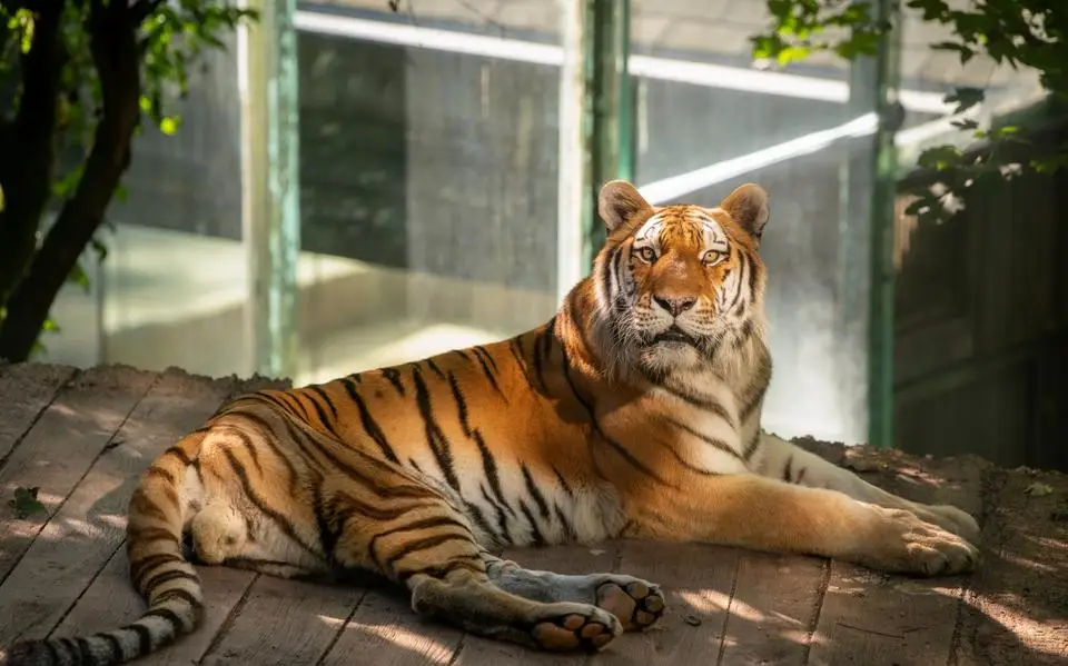 Tijger Tajmir verbleef in een ‘kale, smerige kooi’ in Tsjechië en zit nu bij Felida in Nijeberkoop