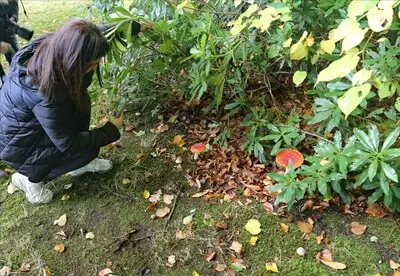 Paddenstoelen en bruine bladeren: daarom lijkt het al herfst in Helmond