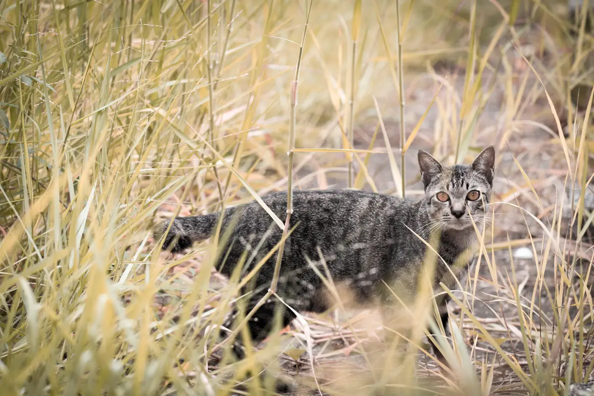 Dier &amp; Recht wil snel einde aan afschot zwerfkatten op Friese platteland. ‘Het merendeel van de dieren heeft een eigenaar’
