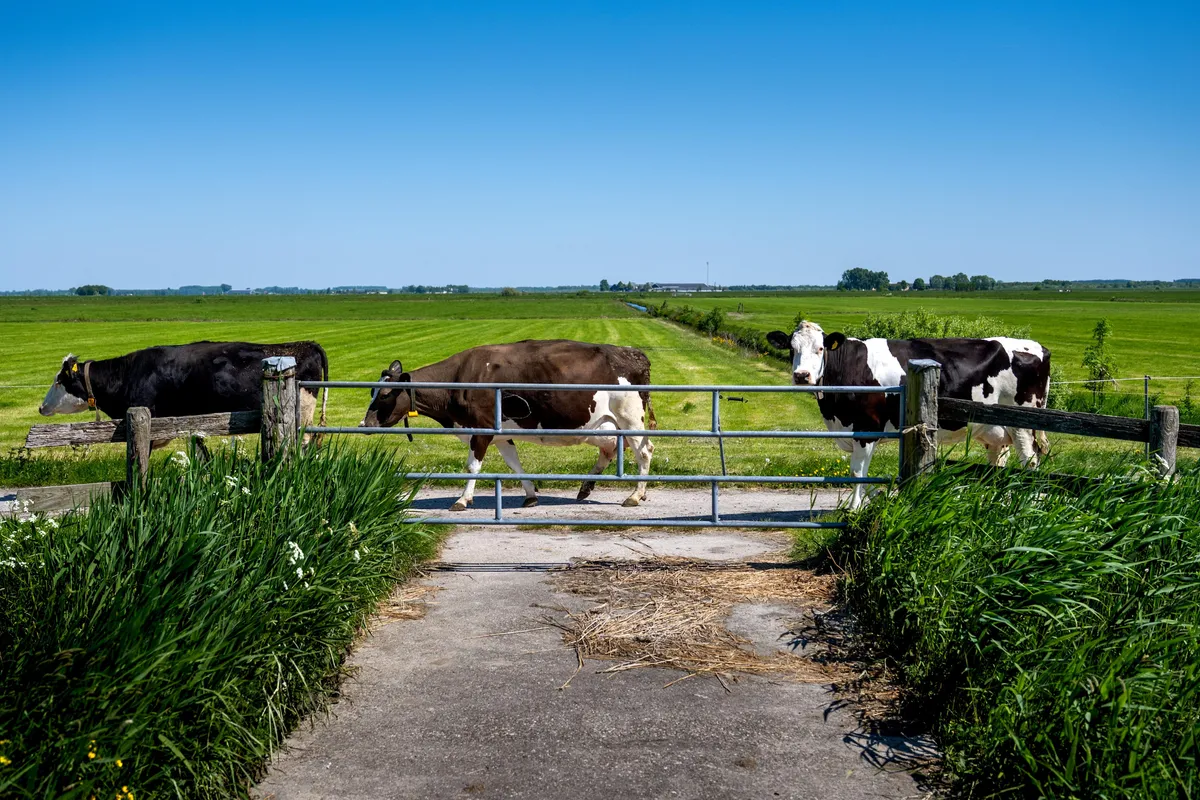 Friese BBB: is verhoging van waterpeil in Friese veenweide wel zo verstandig?