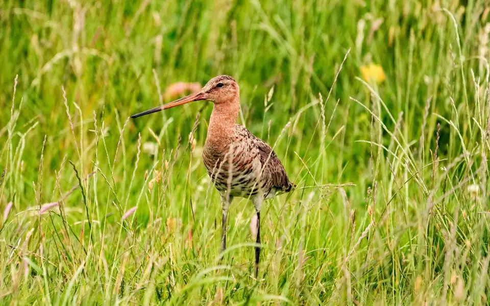 Fryslân hekelt onhaalbare grutto-doelen in natuurgebieden