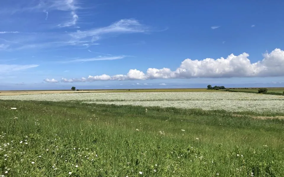 Nieuwe bomen en bosjes kussen kale slaperdijken aan de Waddenkust wakker