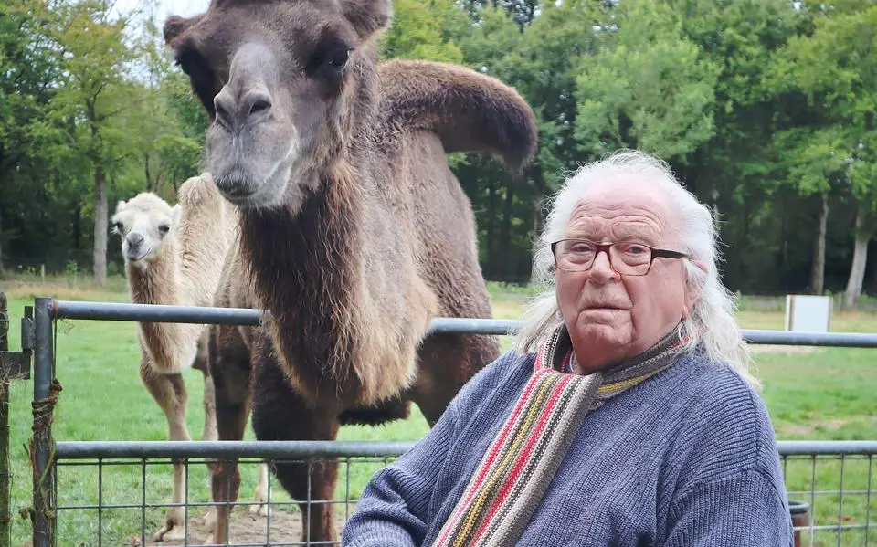Anne (92) uit Appelscha houdt al meer dan vijftig jaar kamelen. ‘Ze kunnen wel 30, 40 jaar worden’