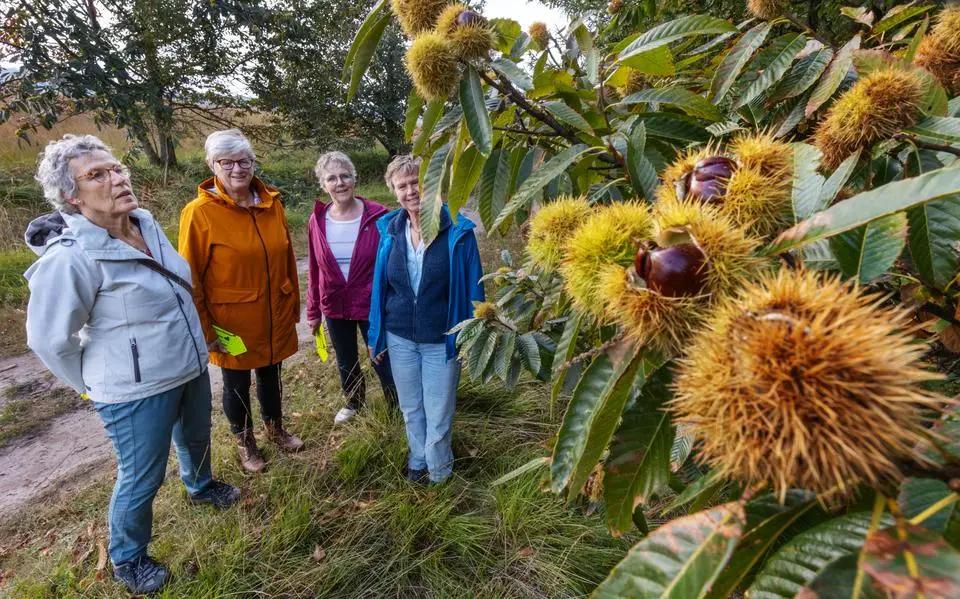 Waskemeer wandelt elke eerste zaterdag in oktober de Hjersttocht, maar de ‘âlde beppes’ stoppen