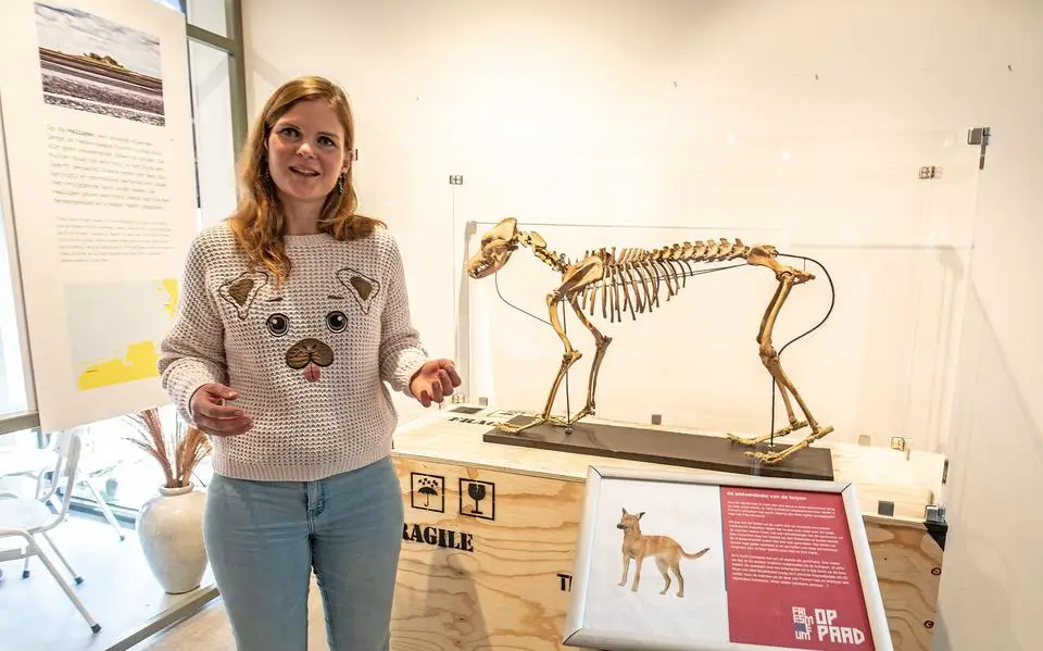Eeuwenoude terpenhond uit Herbaijum heeft op dierendag eindelijk een naam gekregen
