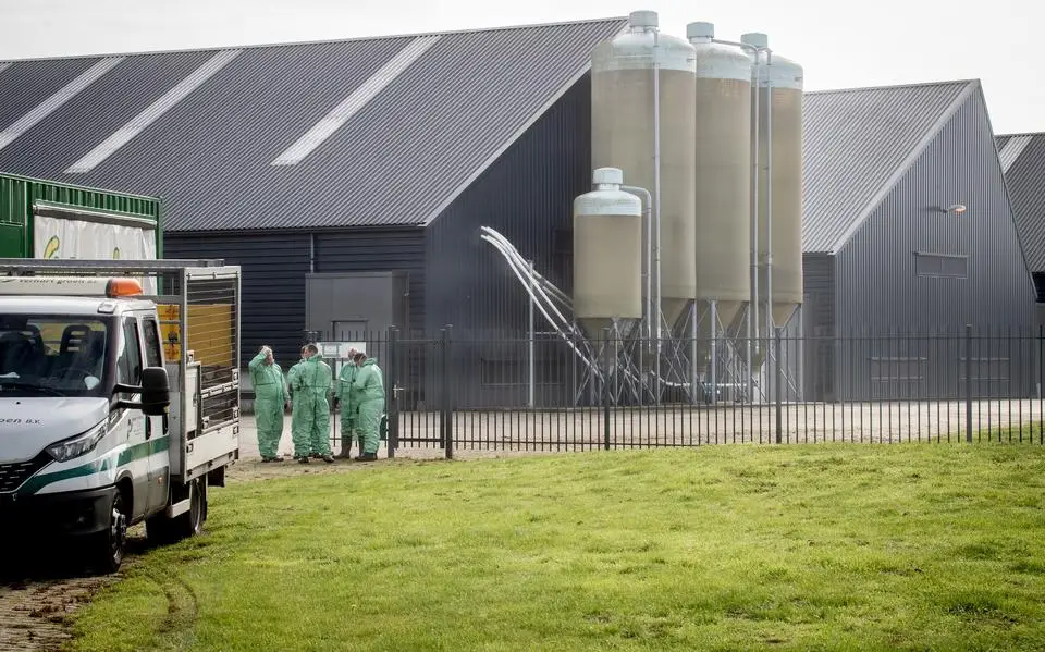 Friese pluimveehouders waakzaam nu vogelgriep weer rondwaart: ‘It is Russyske rûlette’