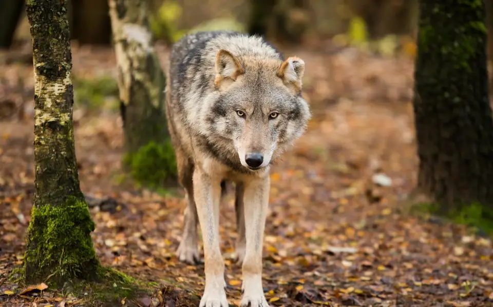 De mens moet de wolf laten merken wie de hoogste in de rangorde is, vindt Maria Ligthart | opinie