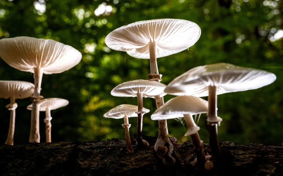 Overal paddenstoelen deze herfstvakantie, ook tijdens de Gaasterlandse Natuurweek