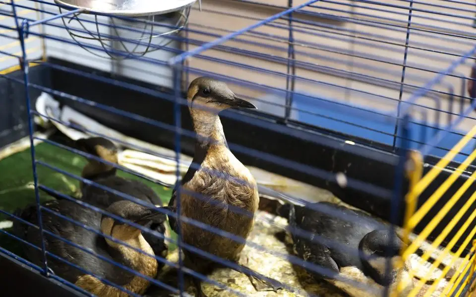 Tientallen met olie besmeurde zeevogels naar Ureterp voor rust en een wasbeurt