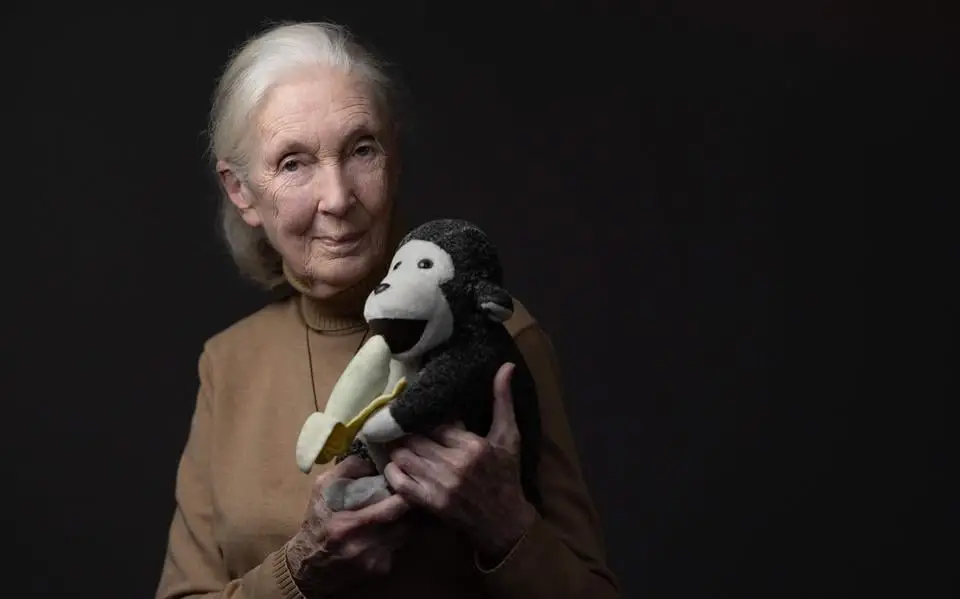 Britse apenonderzoeker Jane Goodall (91) overleden: ’Mijn jaren tussen de chimpansees waren de gelukkigste van mijn leven’