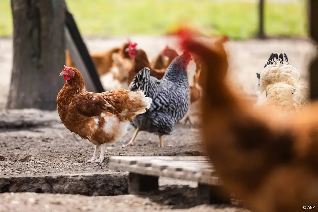 Eerste besmetting vogelgriep sinds maart vastgesteld in Drenthe 