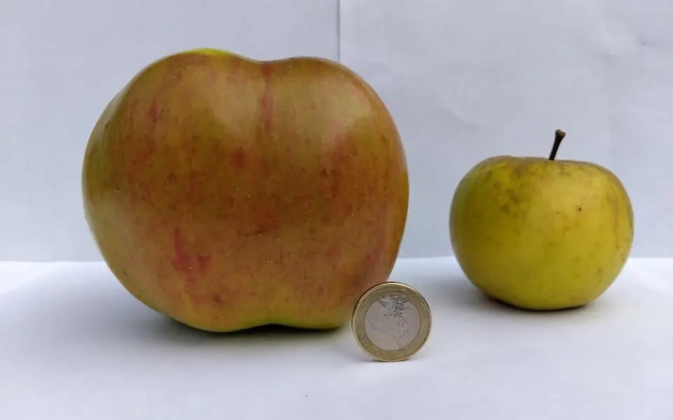 Anja uit Hantum vond een mega-appel en bewaart de knoeperd als een schat in de koelkast