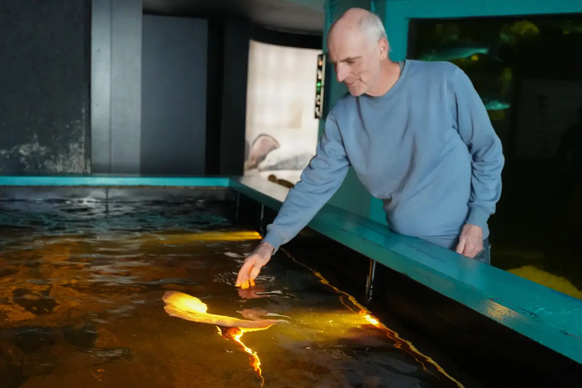 De meeste vissen uit het zee-aquarium op Terschelling gaan naar Artis. ‘Blij dat ze ergens terecht kunnen’