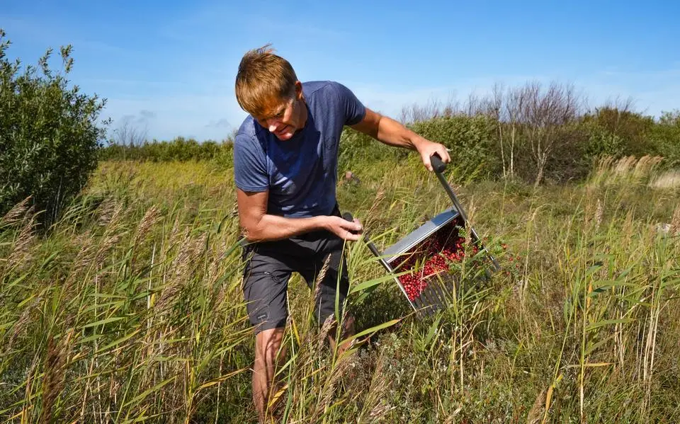 Cranberry’s herstellen zich op Terschelling voorzichtig van rampjaar. ‘Dat belooft wat voor de komende jaren’