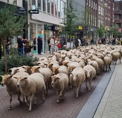 Plots lopen 260 schapen dwars door Eindhoven­se winkelstra­ten