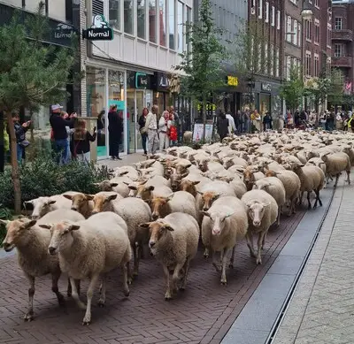 Plots lopen 260 schapen dwars door Eindhovense winkelstraten: ‘Lag toevallig op onze route’