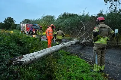 Boom in Berkel-Enschot slachtoffer van storm Amy