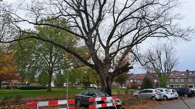 Oude eik Kerstroosplein weerstaat storm Benjamin, maar daarvoor moet wel de zaag erin
