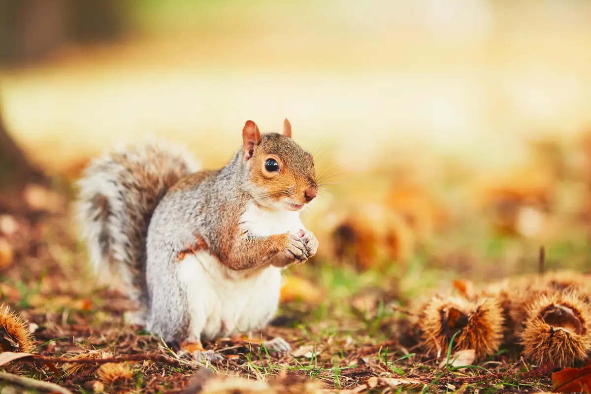 Walnoten, beukennootjes, hazelnoten en eikels: de noten vallen massaal uit de bomen. Zó zijn ze het smakelijkst
