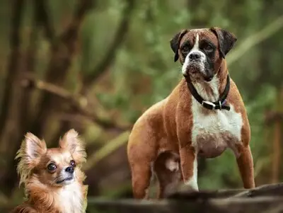 Jacky moet muilkorf om nadat ze chihuahua heeft gebeten, baasjes vinden het maar niks