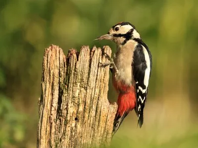 Vogelwandeling bij Oud Meer in Son en Breugel