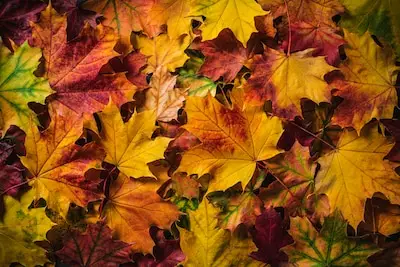 Gemeente Best plaatst bladkorven in de herfst