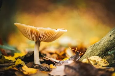 IVN houdt paddenstoelenwandeling in Nuenen
