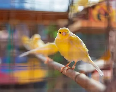 Vogelshow bij De Vriendschap in Waalre