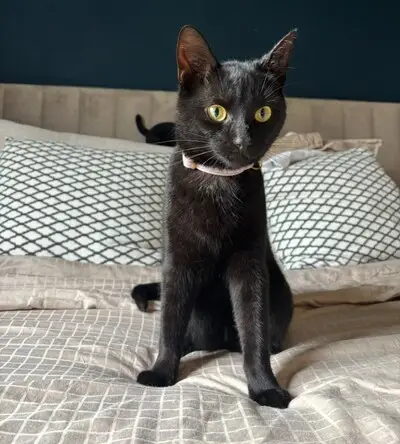 Heb jij Bagheera gezien? Dit huisdier wordt in Eindhoven vermist