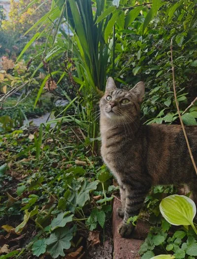 Heb jij Fip, Mila of Pisbiyik gezien? Deze drie huisdieren worden in Eindhoven vermist