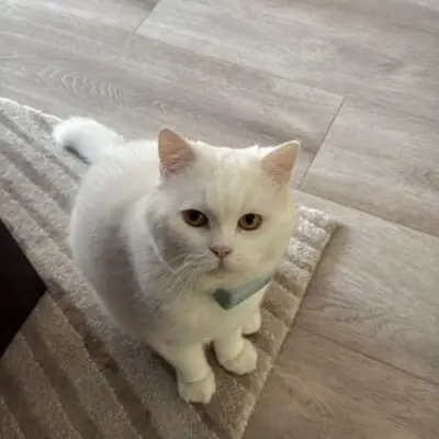 Heb jij Yumi, Pamouk of Twix gezien? Deze drie huisdieren worden in Eindhoven vermist