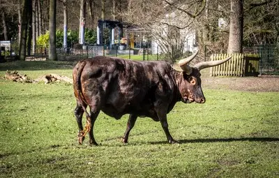 Helmonds Warandepark heeft last van valse aantijgingen: ‘Geen bewijs voor verwaarloosde dieren’