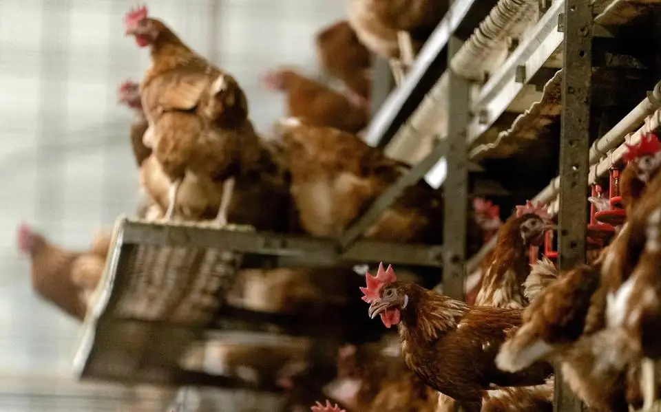 Opnieuw een uitbraak van vogelgriep. Viroloog Kuiken legt uit: hoe gevaarlijk is het virus voor de mens?