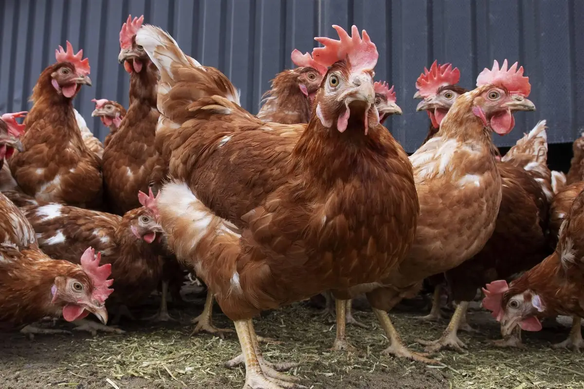Landelijke ophokplicht pluimvee vanwege vogelgriep
