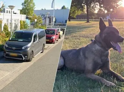 Vier mannen op heterdaad betrapt tijdens inbraak in Eindhoven: politiehond DW Bowie speurt verdachten op