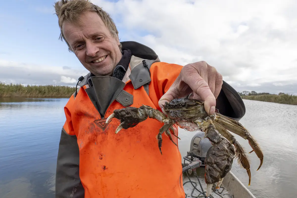 De fuiken van binnenvisser Jelte Bouma staan klaar voor  de wolhandkrab: ‘Evenwicht in het water is in ieders belang’
