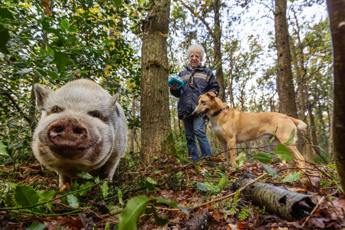 Knorrie, Miss Piggy en andere dieren gedumpt in bos bij Oudehorne. Dodi (75) en Annemieke (76) zorgen voor ze: ‘Geen woorden voor’
