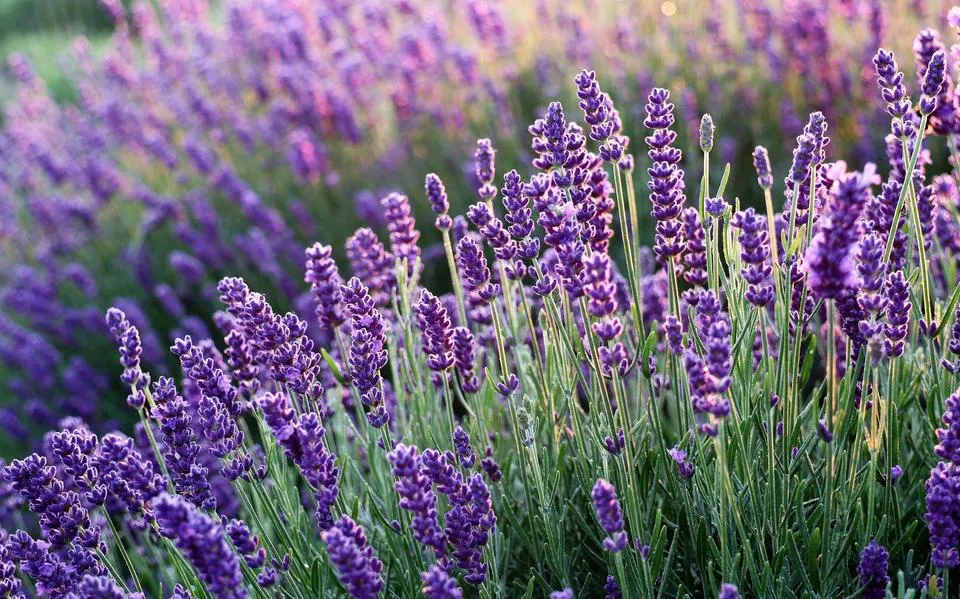 Vervolgcursus bladtaal: dergelijke planten spreken geen subtiele bladtaal, ze schreeuwen het uit | column Brian Kabbes