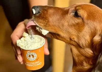 Hier in Eindhoven krijg je op Dierendag gratis koffie (en je hond ook)