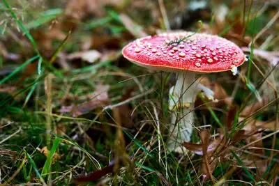 Ontdek paddenstoelen in de Meelakkers met IVN Geldrop