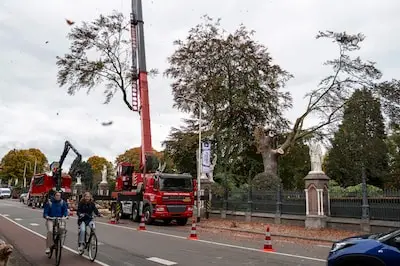 Beeldbepalende beuk weggehaald bij begraafplaats in Tilburg: ‘Jammer, maar veiligheid gaat voor’