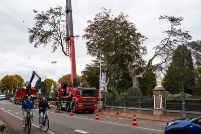 Honderd jaar oude beuk op monumentale begraafplaats met spoed gekapt: ‘Als hij op de Bredaseweg valt, hebben we een probleem’